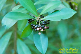 Image result for Ardisia staudtii