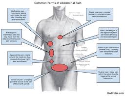 Organs under the right rib cage the abdominal cavity has the most amount of organs from various systems, compared to any other cavity. Pin On Educational Medical Diagrams