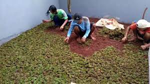 Rumput gajah mini cocok sekali dijadikan penghias halaman rumah anda. Tanam Rumput Gajah Mini Wahana Taman Tukang Taman Youtube