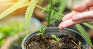 Instead make sure that your marijuana plants are getting phosphorus. How To Water A Cannabis Plant Sensi Seeds Sensi Seeds