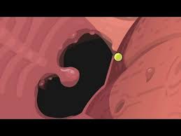 The earliest time whale island can be unlocked is on spring 1 of year one. Emd Noms Compilation Plants Dinosaurs Crocs Youtube