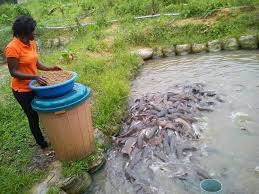 Famous Fish Feed Brands In Nigeria Fish Feed Fish Farming How To Make Fish