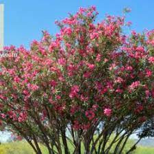 Red Oleander Tree Nerium Oleander Red Tree Civano Nursery Perfect Plants Desert Landscaping Red Tree