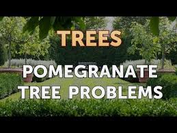 Pomegranates are native to iran and the drier half of south asia. Pomegranate Tree Problems Youtube