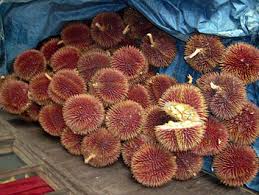 Pemiliknya mbah siraj, warga glagah banyuwangi. Durian Merah Sostai S Blog
