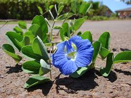 Image result for Clitoria ternatea