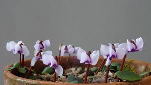 Image result for Cyclamen parviflorum