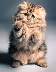 21 Cute Little Kats Ideas Kittens Cutest Cats And Kittens Baby Animals
