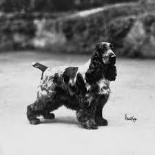 English Cocker Spaniel Dog Breed Information