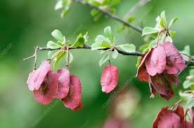 Image result for Combretum