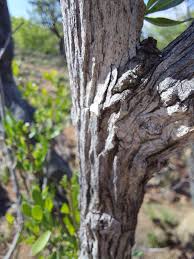 Image result for Pavetta zeyheri