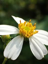 Image result for Bidens burundiensis