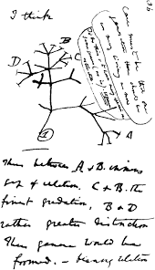 Maybe you would like to learn more about one of these? Frontiers A Place For Viruses On The Tree Of Life Microbiology
