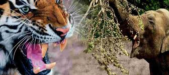 Tiger Hunted a Baby Elephant
