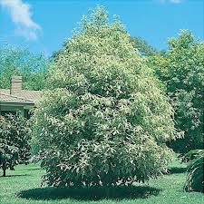 Image result for Pittosporum eugenioides