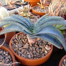 Image result for Aloe suprafoliata
