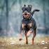 10 Smartest Dog Breeds: Most Teachable, Trainable Dogs