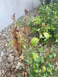 Earlier symptoms include stunted growth, dying twigs and yellowing,. Privet Leaves Dying Off 716573 Ask Extension