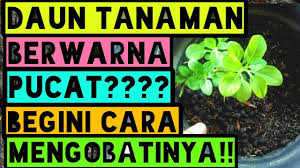 Tubuhnya tidak terlalu tinggi, namun kemungilannya justru membuatnya nampak semakin manis. Daun Tanaman Berwarna Pucat Begini Cara Mengobatinya Youtube