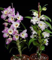 Nobile Type Dendrobium Care