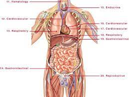 Anatomy of male internal organs, human anatomy, anatomy of male internal organs. Anatomy Human Body Organs Male Human Body Anatomy Human Body Organs Body Organs Diagram