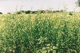 The aircraft then rolled over and came to rest with the tops of the upper wings resting on the ground. Legume Kauffman Seeds Inc Of Hutchinson Kansas