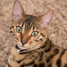 This hybrid cat breed is growing in popularity due to its patterns and personalities, and it stays about. Bengal Cat Breed Information Bengal Cat Advice Your Cat