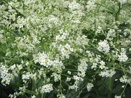 Image result for Crambe