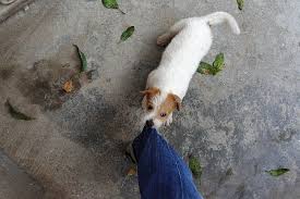 Squeal when the pet bites and pretends to cry. What To Do If Your Dog Bites Someone Pawversity