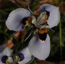 Image result for Moraea clavata