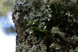 Image result for Bolusiella iridifolia