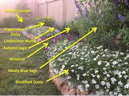 By Texas Wildscapes Heat Drought Tolerant Garden That Attracts Birds Butterflies Flower Beds And Backyard Plants Drought Tolerant Garden Texas Landscaping