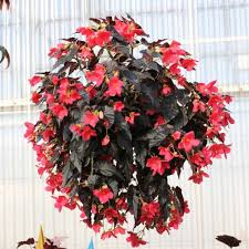 Image result for Begonia horticola