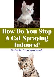 17 Delightful Cat Spraying Remover Apple Cider Admirable