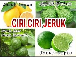 Naikkan tenaga dengan vitamin c. Ciri Ciri Dan Perbedaan Jeruk Limau Nipis Lemon Dan Purut Youtube