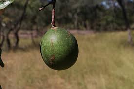 Image result for Rothmannia fischeri