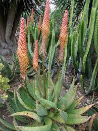Image result for Aloe aculeata × ortholopha