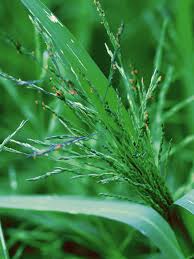 Image result for Panicum