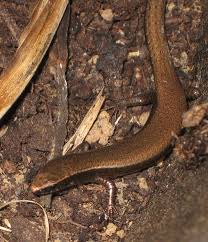 Lezard A La Maison Remire Montjoly Degrad Des Cannes Lizard Animals Snake