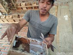 Kepada sesiapa yang berminat untuk membeli sarang kelulut pelbagai spesis dan madu kelulut boleh menghubungi 0194043405 encik ahmad di kuala nerang. Dari Penasaran Warga Trenggalek Sukses Budidaya Lebah Madu Klanceng