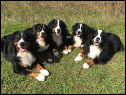 We did not find results for: Bernese Mountain Dogs The Huntsman S Dog And Cat Hotel Ltd