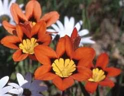 Image result for Iridaceae
