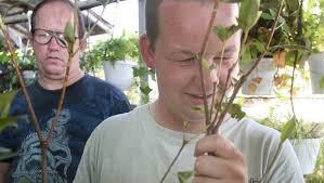 Nursery nurtures disabled workers