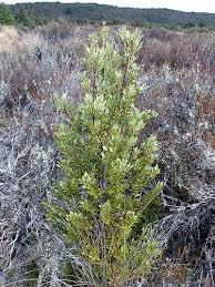 Image result for Phyllocladus