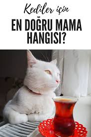 Kedi Mamasi Secimi Nasil Yapilmali Anne Kaz Kedi Hayvanlar Yavru Kediler