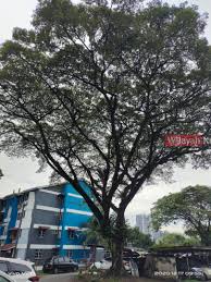 Maybe you would like to learn more about one of these? Penduduk Kelompok Camar Takut Ditimpa Pokok Besar Wilayahku