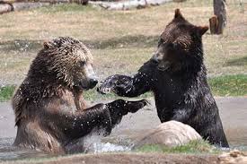 These elusive creatures, particularly wolves, prefer to keep to themselves. 4 Night Yellowstone Adventure Custom Usa Tours Authentic Vacations