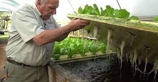 Revolutionary Farming Technique That Uses Fish Aquaponics Farming Techniques Fish Plants