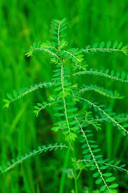 Context sentences for dukung in english. Phyllanthus Niruri Wikipedia