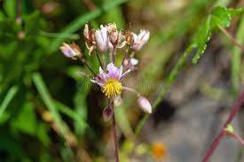 Image result for Sparrmannia ricinocarpa